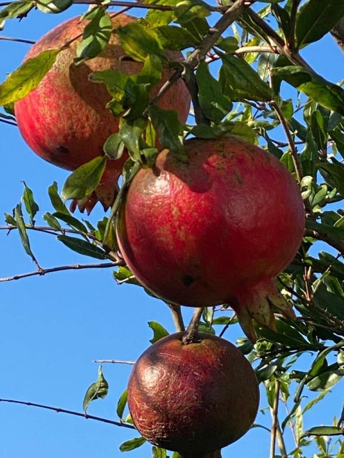 לינה וארוחת בוקר טרני Apulia Casa E Cucina מראה חיצוני תמונה
